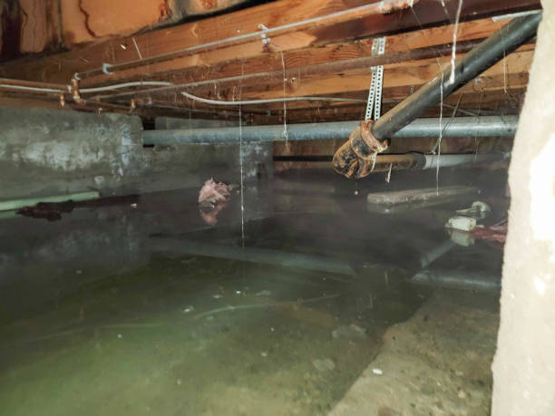 Best Flood damage cleanup  in Myers Corner, NY